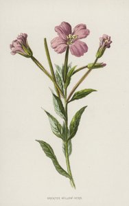 Epilobio Maggiore da Frederick Edward Hulme