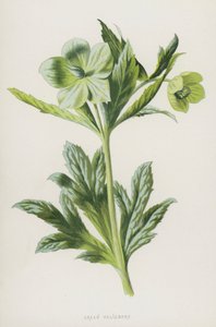 Elleboro Verde da Frederick Edward Hulme
