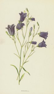 Campanula da Frederick Edward Hulme