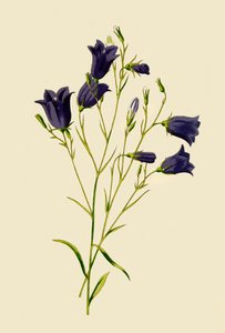 Campanula, 1877
