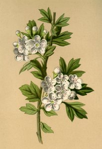 Biancospino, 1877