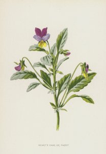 Viola del Pensiero