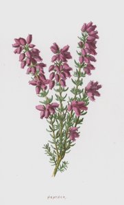 Erica da Frederick Edward Hulme