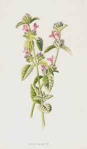 Calaminta dei cespugli da Frederick Edward Hulme
