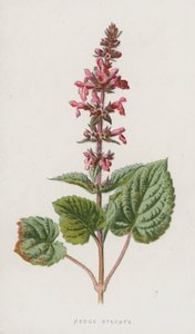 Stachys sylvatica da Frederick Edward Hulme