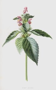 Ortica canapa