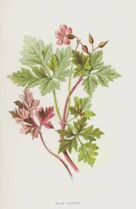 Geranio di San Roberto da Frederick Edward Hulme