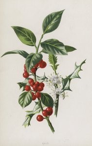 Agrifoglio