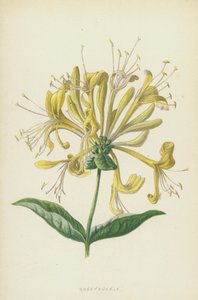 Caprifoglio da Frederick Edward Hulme