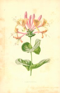 Caprifoglio da Frederick Edward Hulme