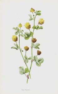 Trifoglio dei prati da Frederick Edward Hulme