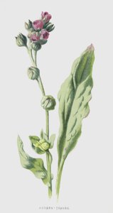 Cynoglossum da Frederick Edward Hulme