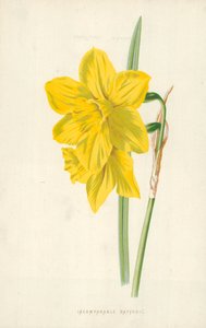 Narciso incomparabile da Frederick Edward Hulme