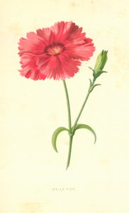 Garofano indiano