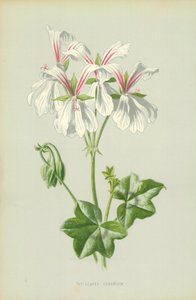 Geranio edera da Frederick Edward Hulme
