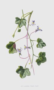 Linaria cymbalaria