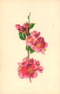 Cotogno giapponese da Frederick Edward Hulme