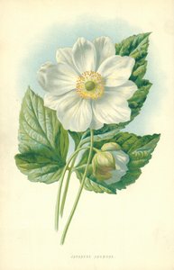Anemone giapponese