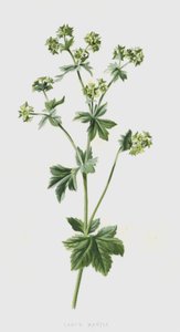 Alchemilla da Frederick Edward Hulme