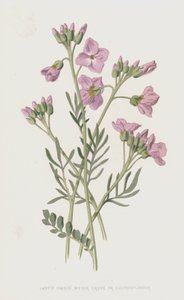 Cardamine pratensis
