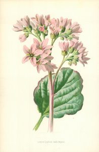 Sassifraga a foglie grandi da Frederick Edward Hulme