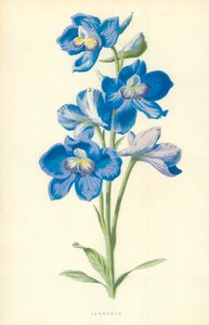 Speronella
