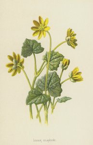 Ficaria