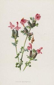 Rinantace minore da Frederick Edward Hulme