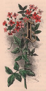 Lettera I, lettera capovolta, incisione ad acquerello, cm 10x5 (Frederick Edward Hulme) da The familiar Garden Flower, circa 1880 da Frederick Edward Hulme