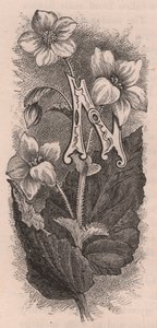 Lettera N, lettera capovolta, incisione, cm 10x5 (Frederick Edward Hulme) da The familiar Garden Flower, circa 1880