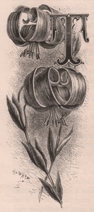 Lettera T, lettera capovolta, da The familiar Garden Flower
