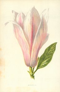 Magnolia da Frederick Edward Hulme