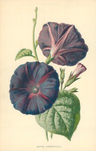 Maggiore Convolvulus