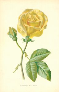 Rosa Marechal Niel da Frederick Edward Hulme