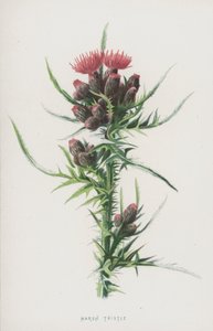 Cardo palustre da Frederick Edward Hulme