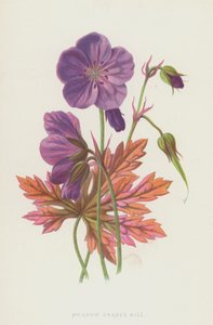Geranio dei prati da Frederick Edward Hulme