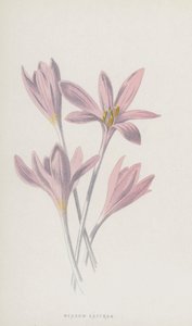 Colchico autunnale da Frederick Edward Hulme