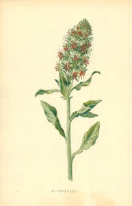 Micnonette da Frederick Edward Hulme