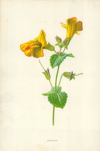 Mimulus
