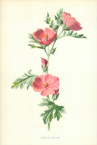 Malva Miniatura da Frederick Edward Hulme