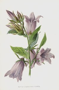 Campanula a foglie di ortica