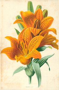 Giglio arancione da Frederick Edward Hulme