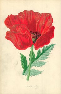 Papavero orientale