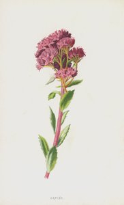 Orpina da Frederick Edward Hulme