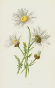 Margherita comune