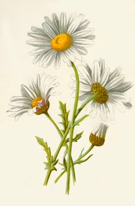 Margherita comune da Frederick Edward Hulme