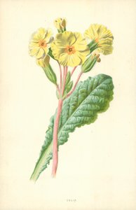Primula