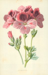 Pelargonio