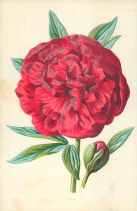 Peonia da Frederick Edward Hulme