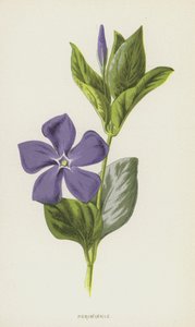 Pervinca da Frederick Edward Hulme